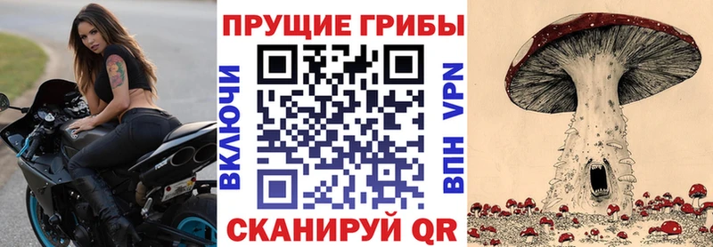 где купить наркоту  Кашин  Галлюциногенные грибы Magic Shrooms 